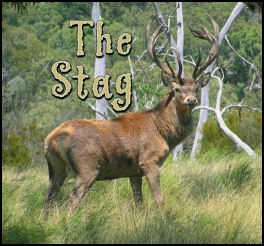 The Stag - page 84 Issue 54 (click the pic for an enlarged view)