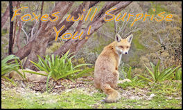 Foxes will Surprise you - page 42 Issue 66 (click the pic for an enlarged view)