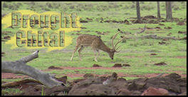 Drought Chital - Field to Freezer - page 136 Issue 70 (click the pic for an enlarged view)