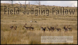 Field Judging Fallow - page 80 Issue 70 (click the pic for an enlarged view)