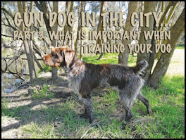 Gun Dog in the City: Part 3  What is important when training your dog? - page 136 Issue 74 (click the pic for an enlarged view)