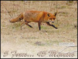 5 Foxes 45 Minutes (page 32) Issue 78 (click the pic for an enlarged view)