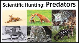 Scientific Hunting - Predators (page 88) Issue 78 (click the pic for an enlarged view)