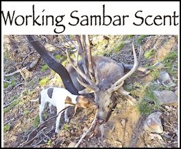 Working Sambar Scent (page 46) Issue 82 (click the pic for an enlarged view)