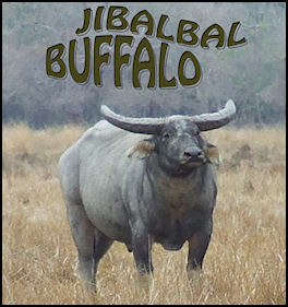 Jibalbal Buffalo - page 36 Issue 61 (click the pic for an enlarged view)