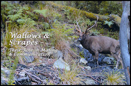 Secrets of the Sambar  Wallows & Scrapes - page 66 Issue 61 (click the pic for an enlarged view)