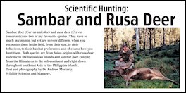 Scientific Hunting: Sambar and Rusa Deer (page 100) Issue 81 (click the pic for an enlarged view)