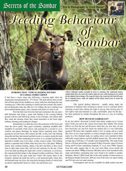 Secrets of the Sambar - Sambar Feeding Behaviour - page 88 Issue 47 (click the pic for an enlarged view)