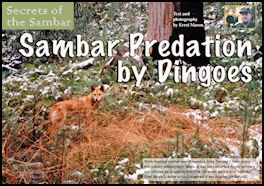 Secrets of the Sambar - Sambar Predation by Dingoes - page 48 Issue 71 (click the pic for an enlarged view)