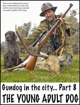 Gundog in the City... Part 8  The Young Adult Dog (page 120) Issue 79 (click the pic for an enlarged view)