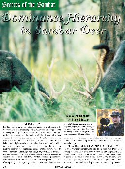 Secrets of the Sambar - Sambar Dominance Hierarchy - page 38 Issue 44 (click the pic for an enlarged view)