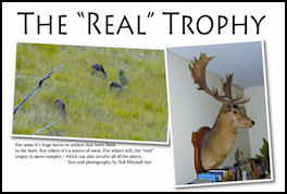 The “Real” Trophy - page 108 Issue 68 (click the pic for an enlarged view)