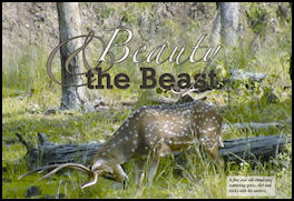 Beauty and the Beast - page 148 Issue 68 (click the pic for an enlarged view)