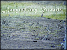 Longnetting Rabbits - page 34 Issue 68 (click the pic for an enlarged view)