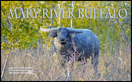 Mary River Buffalo - page 96 Issue 68 (click the pic for an enlarged view)
