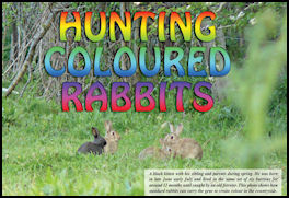 Hunting Coloured Rabbits - page 44 Issue 72 (click the pic for an enlarged view)