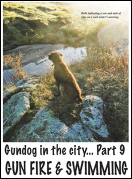 Gundog in the City... Part 9 Gun Fire & Swimming (page 120) Issue 80 (click the pic for an enlarged view)
