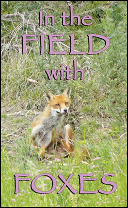 In the Field with Foxes (page 36) Issue 80 (click the pic for an enlarged view)