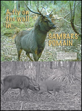 Fly on the Wall in Sambars' Domain (page 46) Issue 80 (click the pic for an enlarged view)