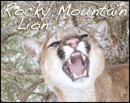 Rocky Mountain Lion (page 102) Issue 92 (click the pic for an enlarged view)